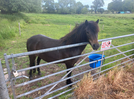 COMPANION PONY MARE. PERMANANT LOAN