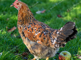 SWEDISH FLOWER HEN - VARIOUS PULLETS - RARE LANDRACE BREED
