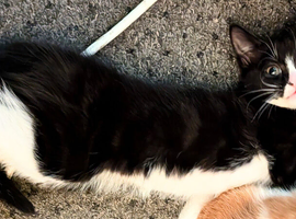 One kitten left ! Beautiful ragdoll x kittens