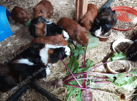 Boar's for sale