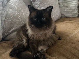 Milo - Handsome Ragdoll Boy, Neutered, Chipped & Vaccinated
