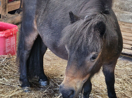 Gorgeous Bay Yearling Mini Shetland Colt