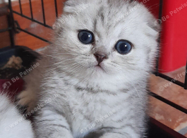 Scottish folds...READY NOW