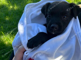Beautiful border terrier x Lakeland terrier boy puppy