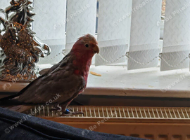 Hand tamed galha cockatoo