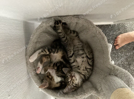 Adorable Male Kittens for Sale (4 Boys Available)