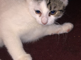 Princess looking for her forever home