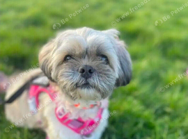 Looking to do dog walking