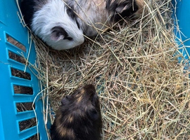 Baby guinea pigs ready now , females and males