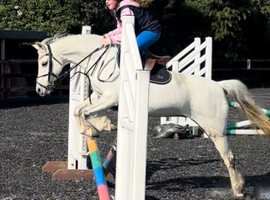 Daisy 12.2 grey mare 11 years old