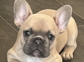 Stunning Female Frenchie