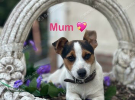 Stunning jackrussel puppies