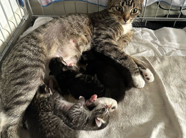 Kittens