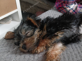 Puppy for sale