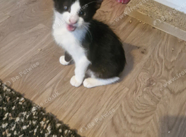 Kitten for sell