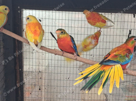 Turquoisine's for sale