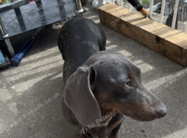 Female dachshund
