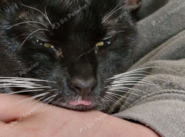3 year old cat to go, baby is allergic