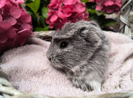 Stunning crested baby boy