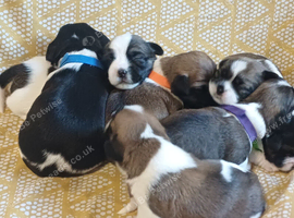 2 boys 4 girls puppy small breed puppies for sale