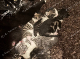 3 girls 1 one beautiful kittens