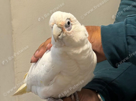 Silly tame beard eyed cockatoo
