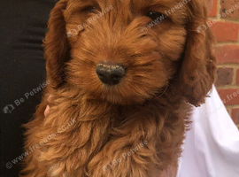 Beautiful cockerpoo puppies for sale