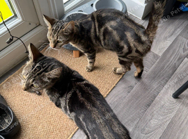 2 cats mother and daughter