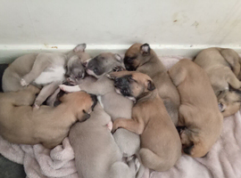 13th generation working lurcher pups