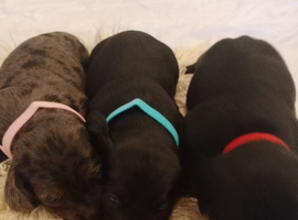 Doxiepoo miniature puppies.