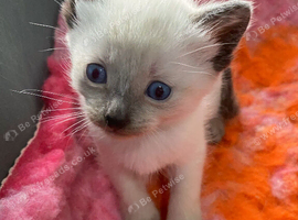 2 male kittens