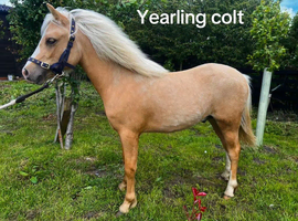 Yearling colt to make 12.2