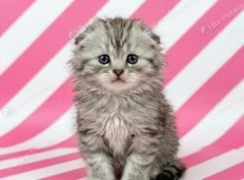 Gorgeous Scottish Fold & Scottish Straight Kittens