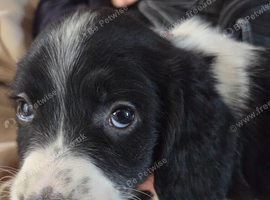 Cocker cross spring spaniel