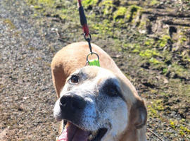 Foster or Forever Home Needed for Beautiful Sanchez