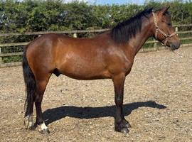 4 year old dartmoor gelding
