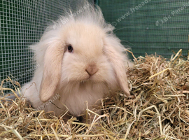 Last Cream Male Mini Liop Lop - READY NOW
