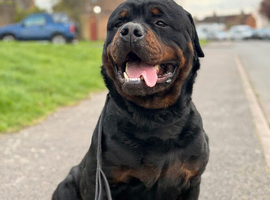 KC Registered Rottweiler Stud &ndash; 2 Years Old