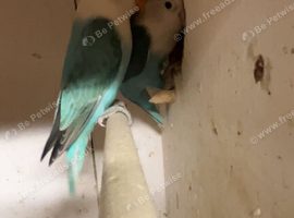 Pair of lovebirds