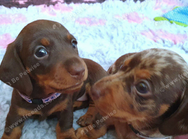 Mini smooth gorgeous girls READY NOW