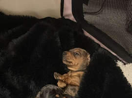 Dapple dachshund