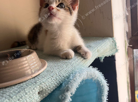 Beautiful female kitten with toys, litter and cat carrier ready for a forever home