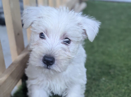 West Highland Terrier puppies