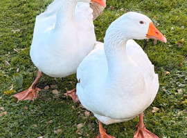 Embden Breeding Pair of Geese for Sale