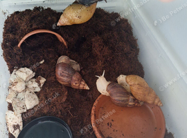 African land snails