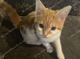 Beautiful female kitty