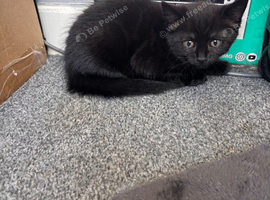 Female kittens 8 weeks old