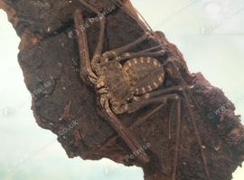 Tailless whip scorpion
