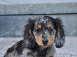 Dachshund puppy wanted