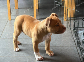 Pocket bully